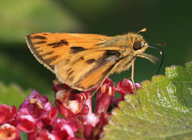 Fiery Skipper Fiery Skipper